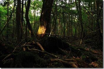 800px-Aokigahara_forest_01-480x318